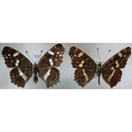 Araschnia levana (Linnaeus, 1758) pair form Rusałka kratkowiec Czech59f